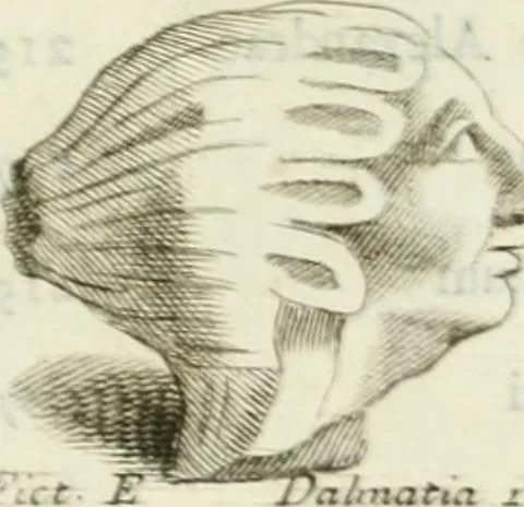An illustration from Monumenta peloponnesia : commentariis explicata, 1761, leaf 300