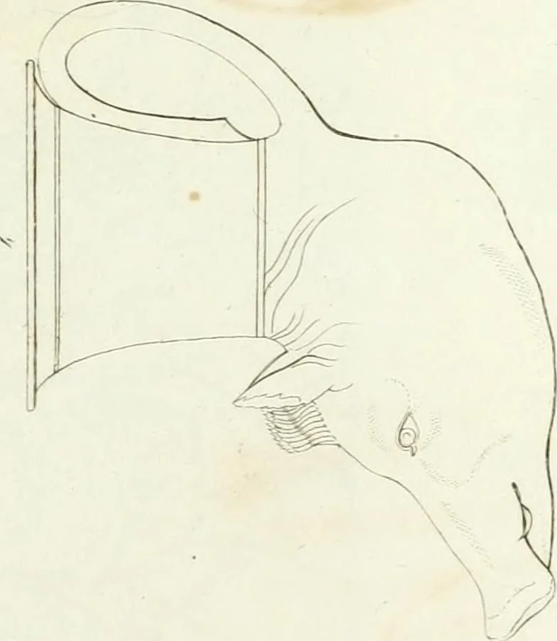An illustration from Monumenti etruschi o di etrusco nome, 1821, leaf 290