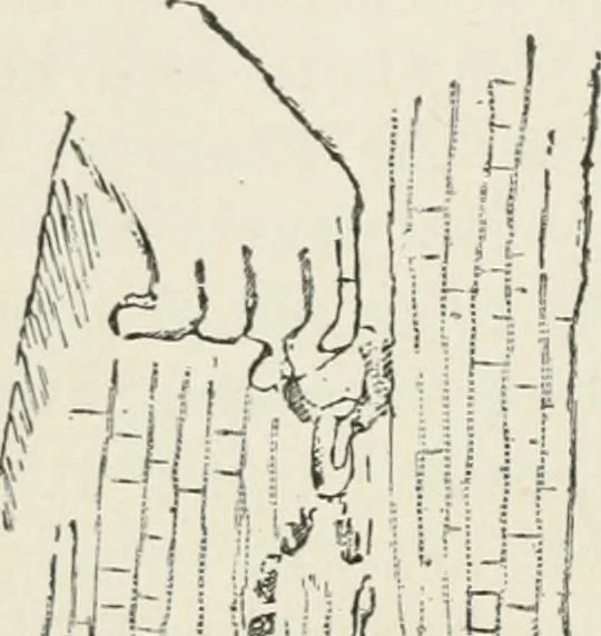 An illustration from Monuments of the early church, 1901, leaf 375