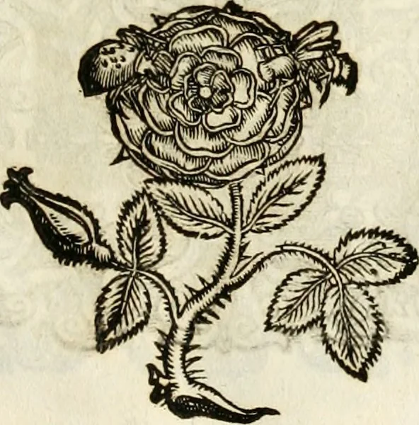 An illustration from Monumentum extremi honoris, perennis virtutis piis manibus serenissimi ac potentissimi principis Ferdinandi Mariae, utriusque Bavariae at superioris Palatinatus ducis ... : in Regio Electorali Templo RR. PP. Clericorum Regularium erectum ac nuncupatum, 1679, leaf 52