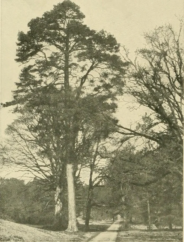 An illustration from More famous homes of Great Britain and their stories, 1902, leaf 357