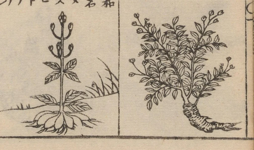 An illustration from Morokoshi kinmō zui, 1854, leaf 16