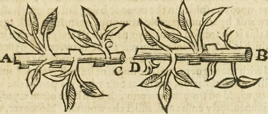 An illustration from Mosaicall philosophy : grounded upon the essentiall truth or eternal sapience, 1659, leaf 272
