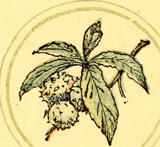 An illustration from Mother Goose , or The old nursery rhymes, 1890, leaf 57