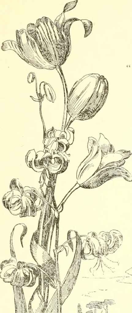 An illustration from Mother-play and nursery songs;, 1906, leaf 120
