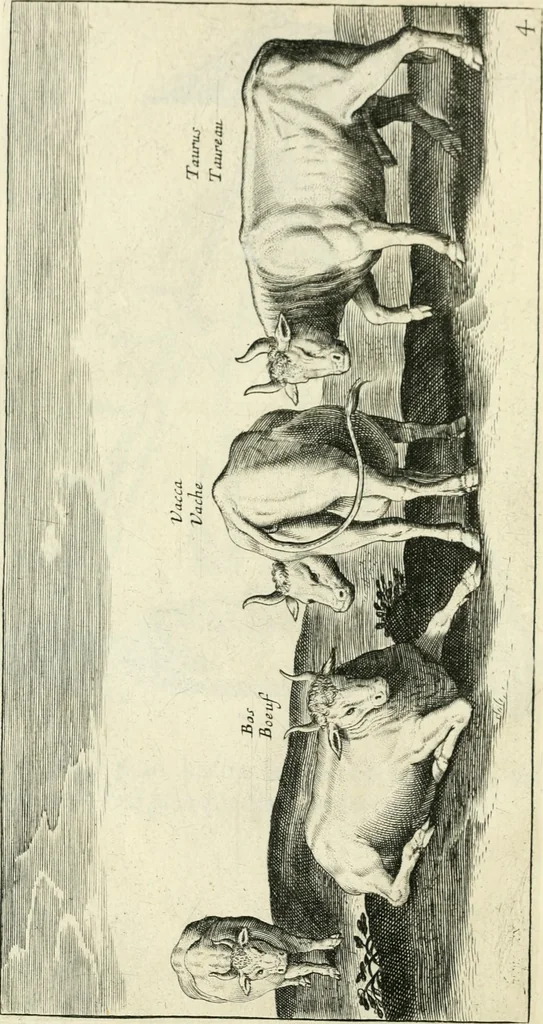An illustration from Moyen povr avgmenter les revenvs du royaume de plusieurs millions: cela ce peut, augmentant le reuenu des terres, on peut faire que le bestial produira 2. fois plus de profit qu'il ne fait .., 1666, leaf 11