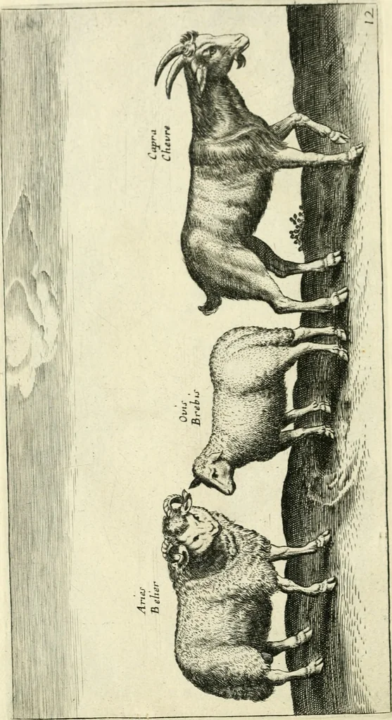 An illustration from Moyen povr avgmenter les revenvs du royaume de plusieurs millions: cela ce peut, augmentant le reuenu des terres, on peut faire que le bestial produira 2. fois plus de profit qu'il ne fait .., 1666, leaf 13