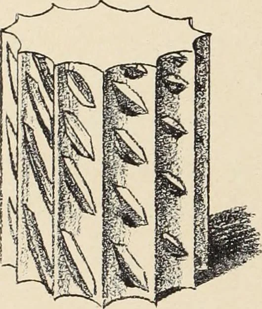 An illustration from Méthode de composition ornementale, 1905, leaf 199