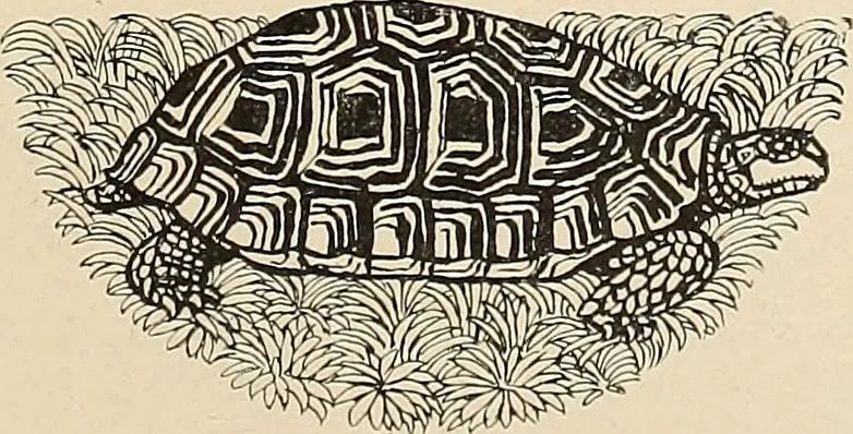 An illustration from Méthode de composition ornementale, 1905, leaf 242