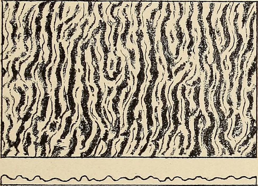 An illustration from Méthode de composition ornementale, 1905, leaf 410