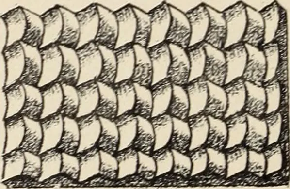 An illustration from Méthode de composition ornementale, 1905, leaf 85