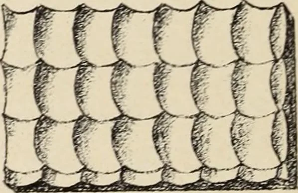 An illustration from Méthode de composition ornementale, 1905, leaf 85