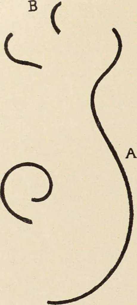 An illustration from Méthode de composition ornementale, 1905, leaf 105