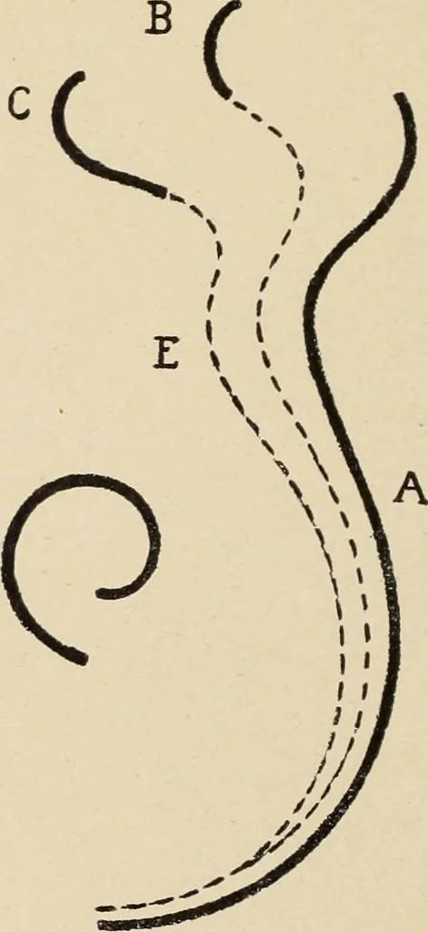 An illustration from Méthode de composition ornementale, 1905, leaf 105
