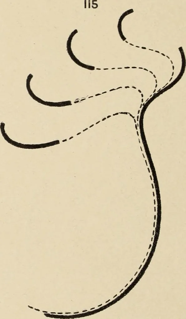 An illustration from Méthode de composition ornementale, 1905, leaf 107