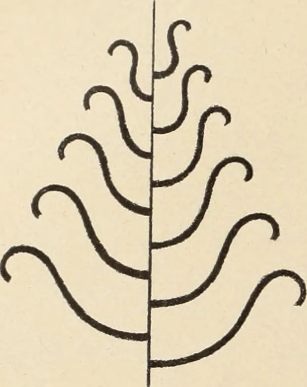 An illustration from Méthode de composition ornementale, 1905, leaf 121
