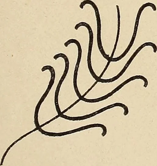 An illustration from Méthode de composition ornementale, 1905, leaf 128