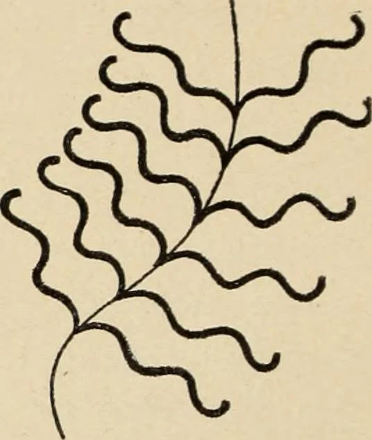 An illustration from Méthode de composition ornementale, 1905, leaf 129