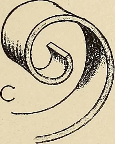 An illustration from Méthode de composition ornementale, 1905, leaf 154