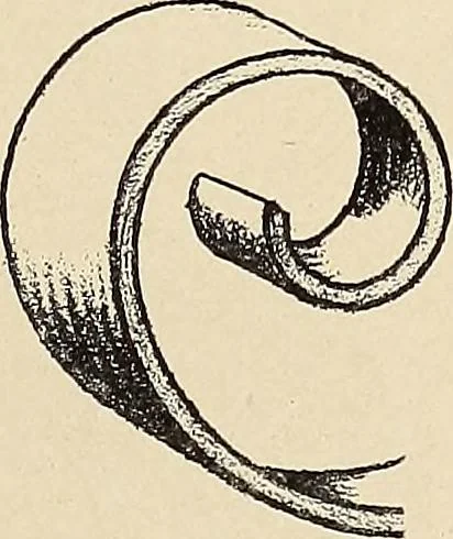 An illustration from Méthode de composition ornementale, 1905, leaf 154