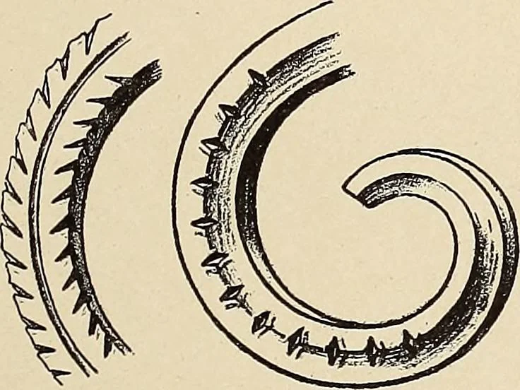 An illustration from Méthode de composition ornementale, 1905, leaf 166