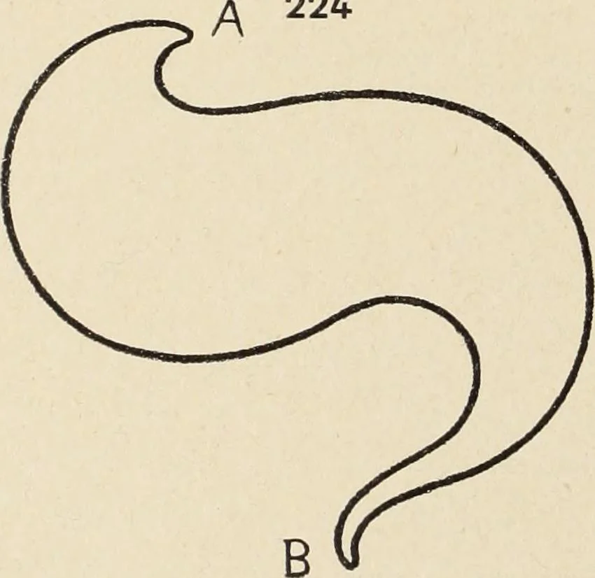 An illustration from Méthode de composition ornementale, 1905, leaf 205
