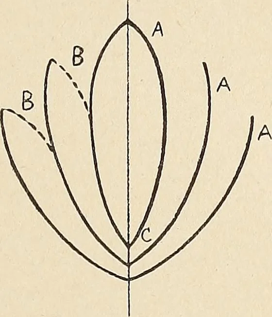 An illustration from Méthode de composition ornementale, 1905, leaf 212