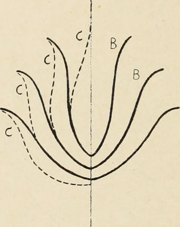 An illustration from Méthode de composition ornementale, 1905, leaf 213