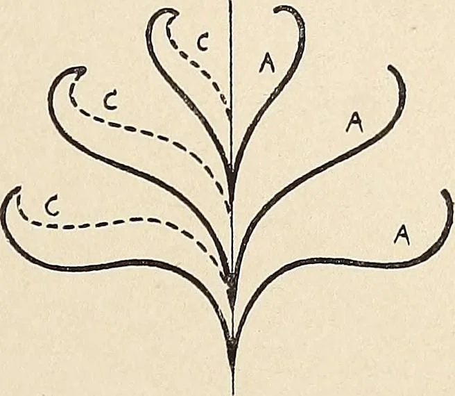 An illustration from Méthode de composition ornementale, 1905, leaf 214