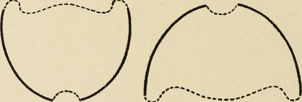 An illustration from Méthode de composition ornementale, 1905, leaf 225