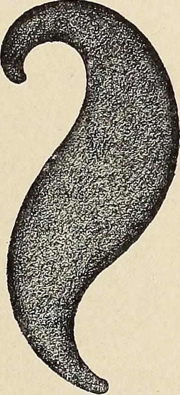 An illustration from Méthode de composition ornementale, 1905, leaf 232