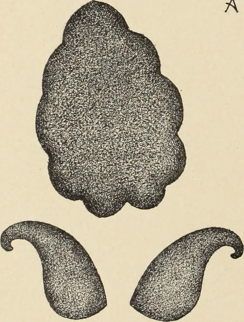 An illustration from Méthode de composition ornementale, 1905, leaf 239