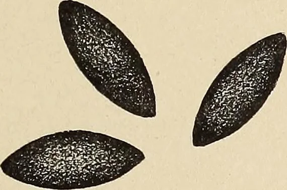 An illustration from Méthode de composition ornementale, 1905, leaf 240