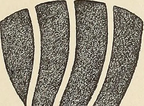 An illustration from Méthode de composition ornementale, 1905, leaf 250
