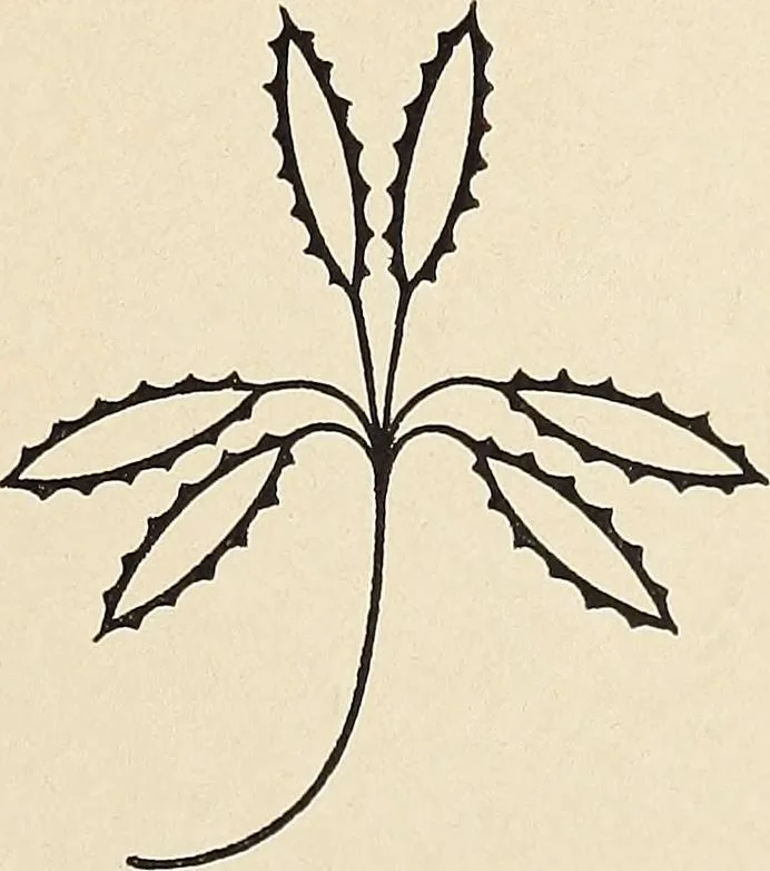 An illustration from Méthode de composition ornementale, 1905, leaf 354