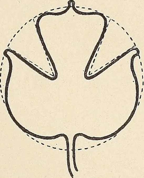 An illustration from Méthode de composition ornementale, 1905, leaf 382