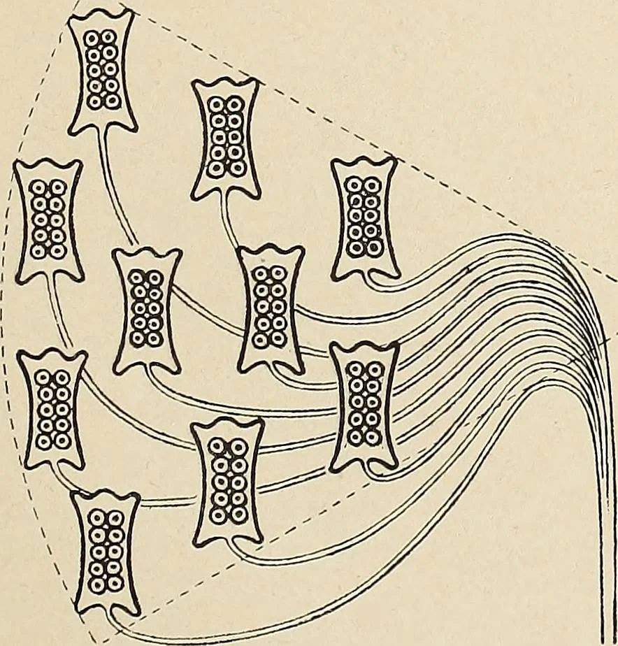 An illustration from Méthode de composition ornementale, 1905, leaf 406
