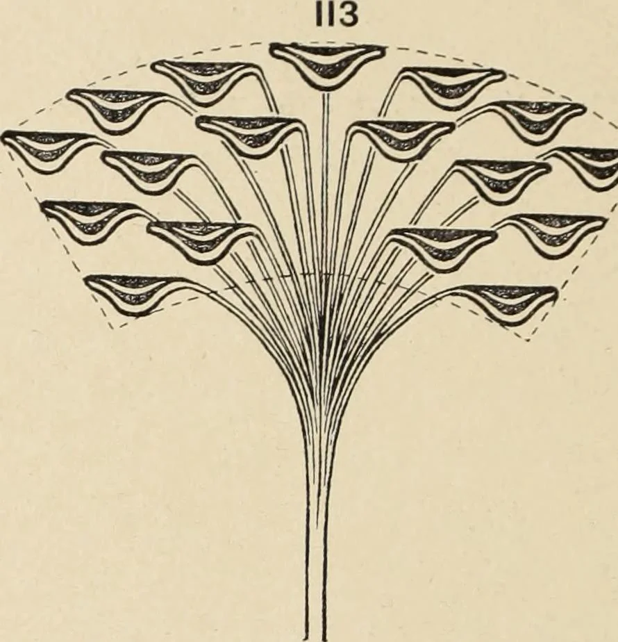 An illustration from Méthode de composition ornementale, 1905, leaf 407