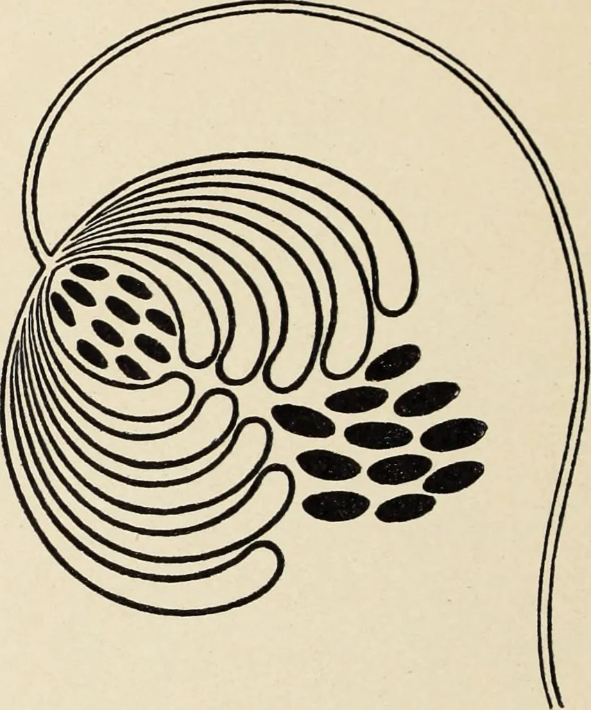 An illustration from Méthode de composition ornementale, 1905, leaf 485