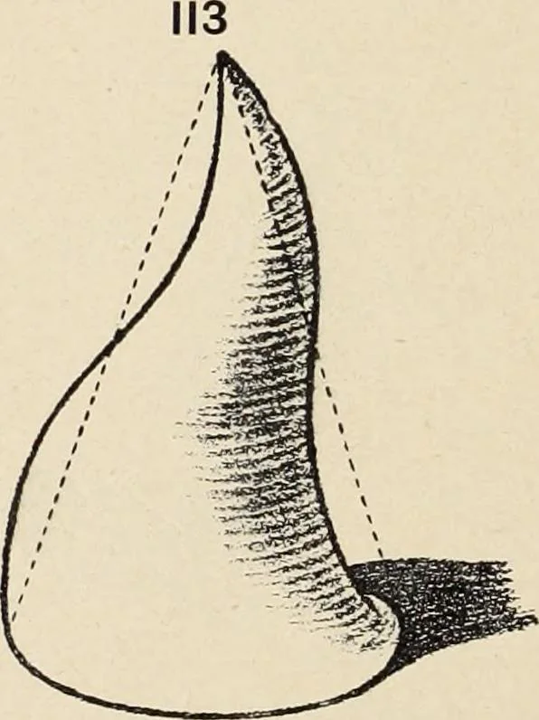 An illustration from Méthode de composition ornementale, 1905, leaf 49