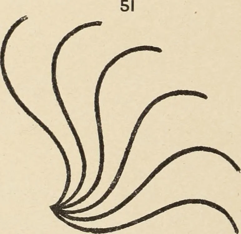 An illustration from Méthode de composition ornementale, 1905, leaf 81