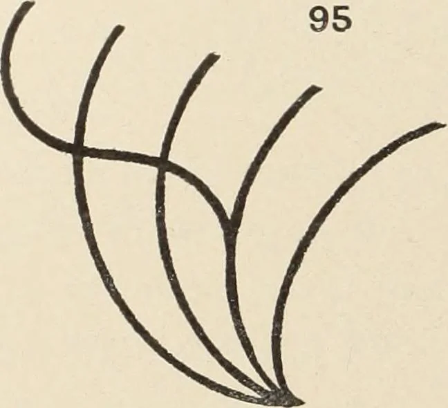 An illustration from Méthode de composition ornementale, 1905, leaf 95