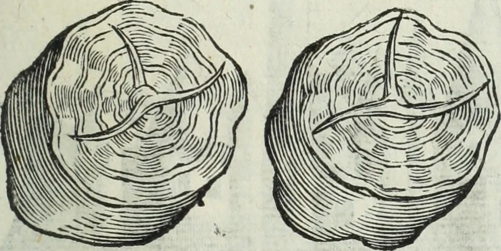 An illustration from Mundus Subterraneus, in XII libros digestus; quo divinum subterrestris mundi opificium, mira ergasteriorum naturæ in eo distributio, verbo pantámorphou Protei regnum, universæ denique naturæ majestas, 1665, leaf 462