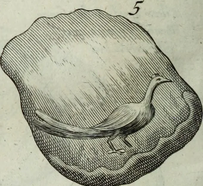 An illustration from Mundus Subterraneus, in XII libros digestus; quo divinum subterrestris mundi opificium, mira ergasteriorum naturæ in eo distributio, verbo pantámorphou Protei regnum, universæ denique naturæ majestas, 1665, leaf 467