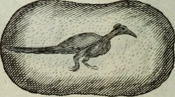 An illustration from Mundus Subterraneus, in XII libros digestus; quo divinum subterrestris mundi opificium, mira ergasteriorum naturæ in eo distributio, verbo pantámorphou Protei regnum, universæ denique naturæ majestas, 1665, leaf 467