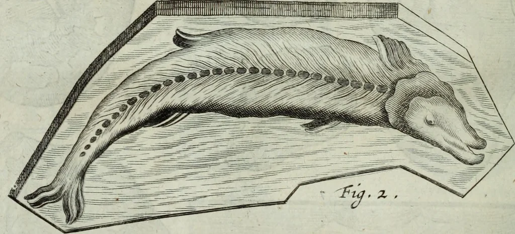 An illustration from Mundus Subterraneus, in XII libros digestus; quo divinum subterrestris mundi opificium, mira ergasteriorum naturæ in eo distributio, verbo pantámorphou Protei regnum, universæ denique naturæ majestas, 1665, leaf 469
