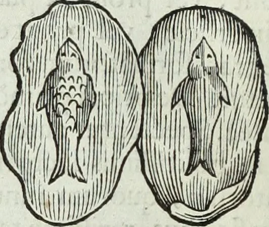 An illustration from Mundus Subterraneus, in XII libros digestus; quo divinum subterrestris mundi opificium, mira ergasteriorum naturæ in eo distributio, verbo pantámorphou Protei regnum, universæ denique naturæ majestas, 1665, leaf 473