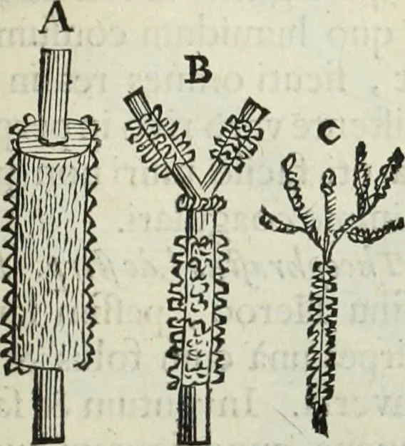 An illustration from Mundus Subterraneus, in XII libros digestus; quo divinum subterrestris mundi opificium, mira ergasteriorum naturæ in eo distributio, verbo pantámorphou Protei regnum, universæ denique naturæ majestas, 1665, leaf 482