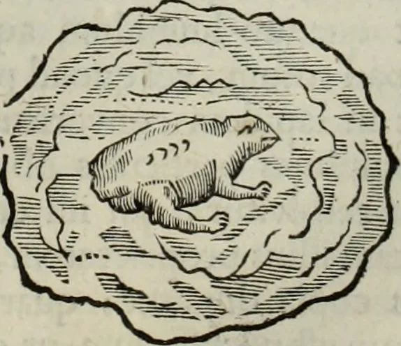 An illustration from Mundus Subterraneus, in XII libros digestus; quo divinum subterrestris mundi opificium, mira ergasteriorum naturæ in eo distributio, verbo pantámorphou Protei regnum, universæ denique naturæ majestas, 1665, leaf 486