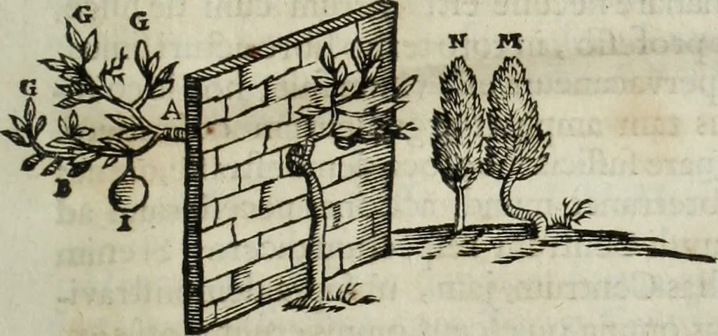 An illustration from Mundus Subterraneus, in XII libros digestus; quo divinum subterrestris mundi opificium, mira ergasteriorum naturæ in eo distributio, verbo pantámorphou Protei regnum, universæ denique naturæ majestas, 1665, leaf 52